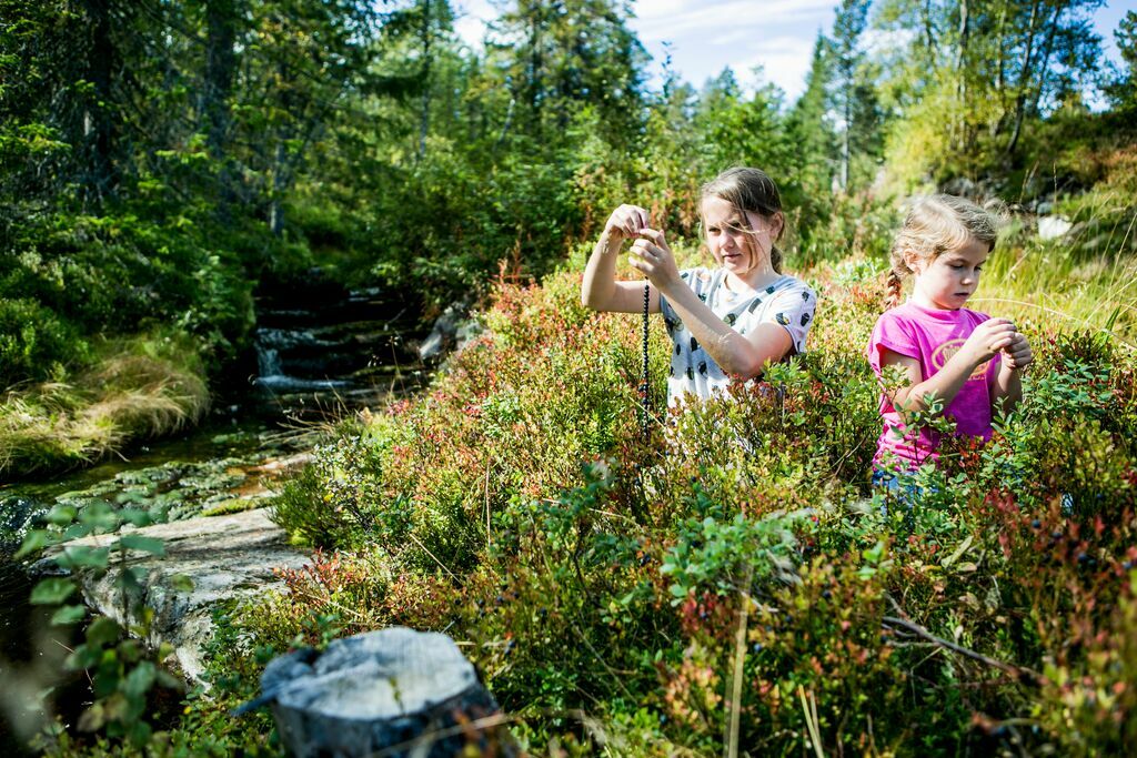 Two young children picking blueberries