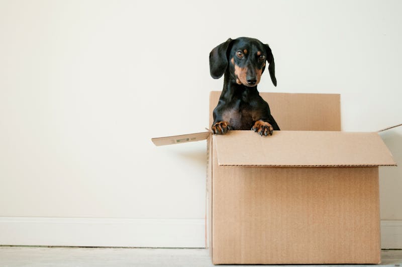 Photo of dog in cardboard box