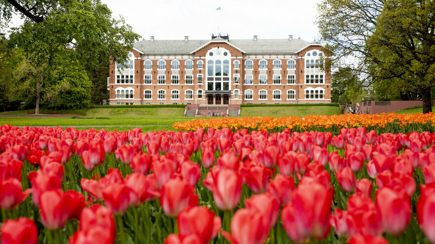 Nmbu med tulipaner