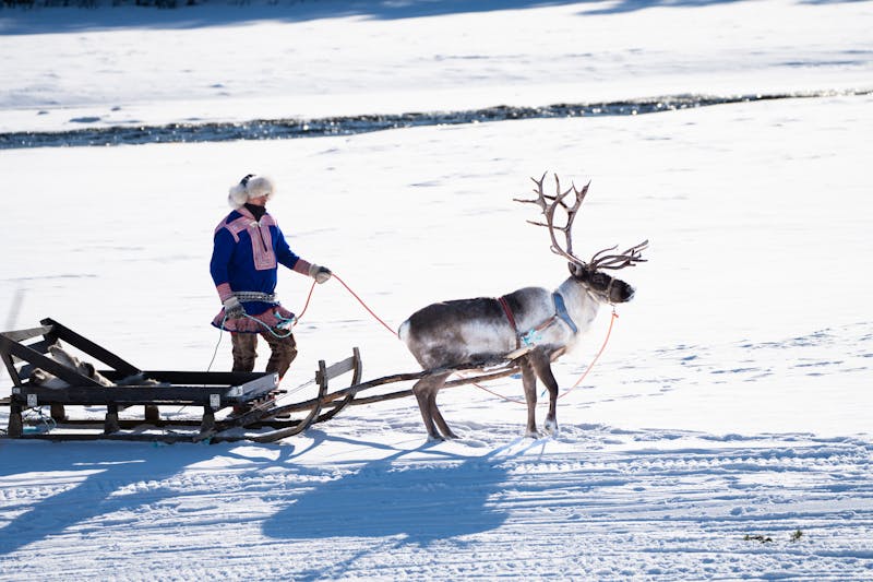 Online Sami lifestyle Reindeer sledding Katelin Sorrisniva